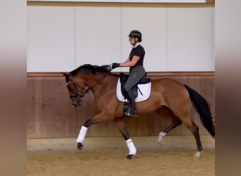 Oldenburger, Merrie, 4 Jaar, 170 cm, Bruin