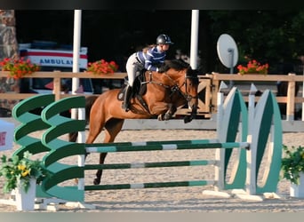 Oldenburger, Merrie, 4 Jaar, 170 cm, Bruin