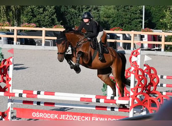 Oldenburger, Merrie, 4 Jaar, 170 cm, Bruin