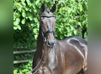 Oldenburger, Merrie, 4 Jaar, 170 cm, Donkerbruin