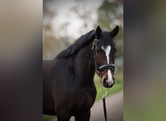 Oldenburger, Merrie, 4 Jaar, 170 cm, Donkerbruin