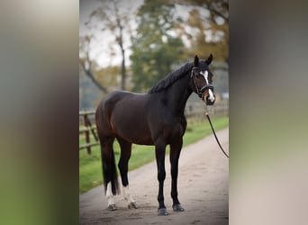 Oldenburger, Merrie, 4 Jaar, 170 cm, Donkerbruin