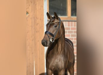 Oldenburger, Merrie, 4 Jaar, 170 cm, Donkerbruin