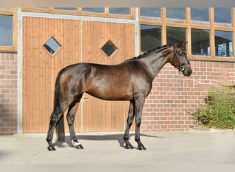 Oldenburger, Merrie, 4 Jaar, 170 cm, Donkerbruin