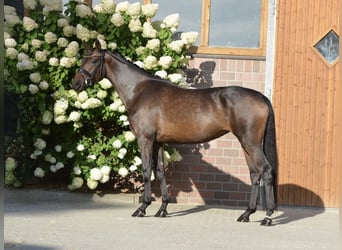 Oldenburger, Merrie, 4 Jaar, 170 cm, Donkerbruin