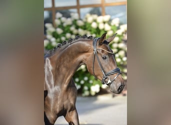 Oldenburger, Merrie, 4 Jaar, 170 cm, Donkerbruin