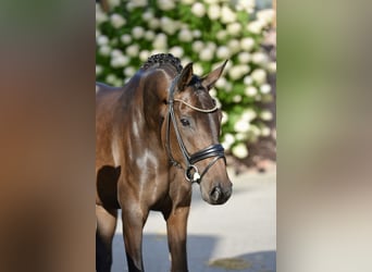 Oldenburger, Merrie, 4 Jaar, 170 cm, Donkerbruin