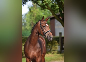 Oldenburger, Merrie, 4 Jaar, 170 cm, Donkerbruin