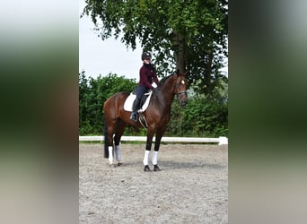 Oldenburger, Merrie, 4 Jaar, 170 cm, Donkerbruin