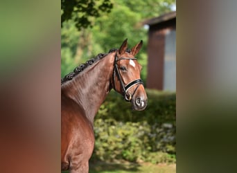 Oldenburger, Merrie, 4 Jaar, 170 cm, Donkerbruin