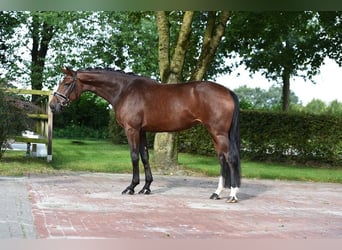 Oldenburger, Merrie, 4 Jaar, 170 cm, Donkerbruin