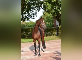 Oldenburger, Merrie, 4 Jaar, 170 cm, Donkerbruin