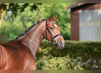 Oldenburger, Merrie, 4 Jaar, 170 cm, Donkerbruin