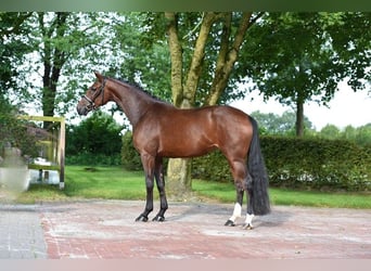 Oldenburger, Merrie, 4 Jaar, 170 cm, Donkerbruin