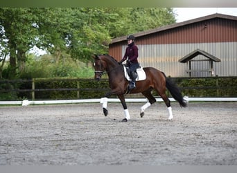 Oldenburger, Merrie, 4 Jaar, 170 cm, Donkerbruin