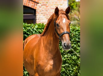 Oldenburger, Merrie, 4 Jaar, 170 cm, Vos