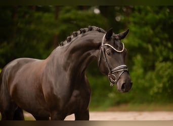 Oldenburger, Merrie, 4 Jaar, 170 cm, Zwartbruin