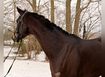 Oldenburger, Merrie, 4 Jaar, 171 cm, Bruin