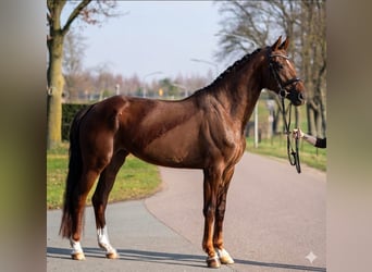 Oldenburger, Merrie, 4 Jaar, 171 cm, Vos