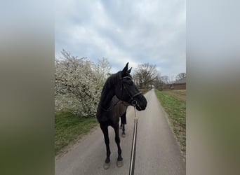 Oldenburger, Merrie, 4 Jaar, 172 cm, Zwart