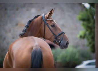 Oldenburger, Merrie, 4 Jaar, 173 cm, Bruin
