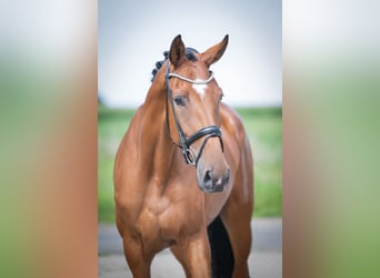 Oldenburger, Merrie, 4 Jaar, 173 cm, Bruin