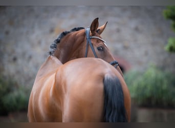 Oldenburger, Merrie, 4 Jaar, 173 cm, Bruin