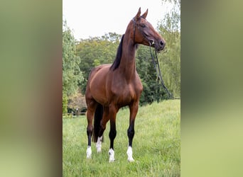 Oldenburger, Merrie, 4 Jaar, 173 cm, Bruin