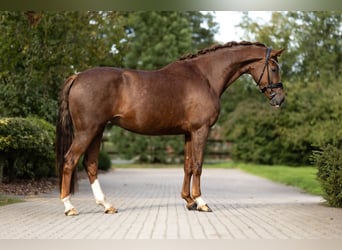 Oldenburger, Merrie, 4 Jaar, 173 cm, Vos