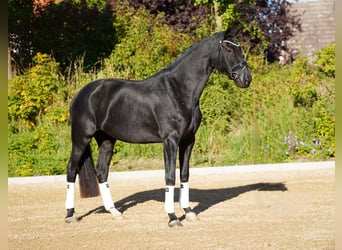 Oldenburger, Merrie, 4 Jaar, 173 cm, Zwart