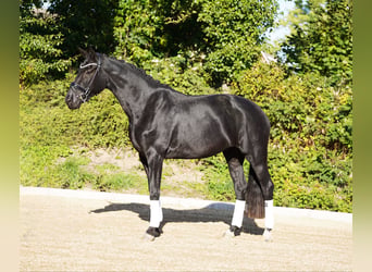 Oldenburger, Merrie, 4 Jaar, 173 cm, Zwart