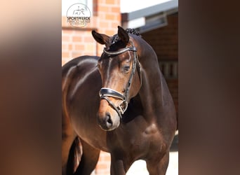 Oldenburger, Merrie, 4 Jaar, 173 cm, Zwartbruin