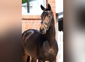 Oldenburger, Merrie, 4 Jaar, 173 cm, Zwartbruin
