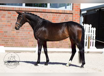 Oldenburger, Merrie, 4 Jaar, 173 cm, Zwartbruin