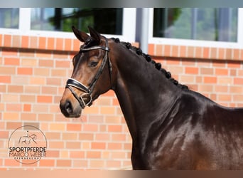 Oldenburger, Merrie, 4 Jaar, 173 cm, Zwartbruin