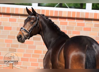 Oldenburger, Merrie, 4 Jaar, 173 cm, Zwartbruin
