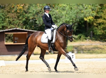 Oldenburger, Merrie, 4 Jaar, 174 cm, Bruin