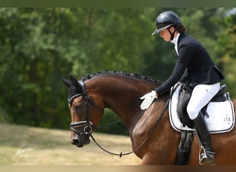 Oldenburger, Merrie, 4 Jaar, 174 cm, Bruin