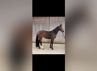 Oldenburger, Merrie, 4 Jaar, 174 cm, Donkerbruin