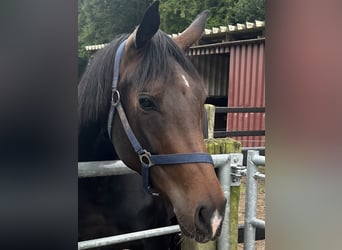 Oldenburger, Merrie, 4 Jaar, Donkerbruin