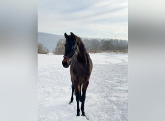 Oldenburger, Merrie, 4 Jaar, Donkerbruin