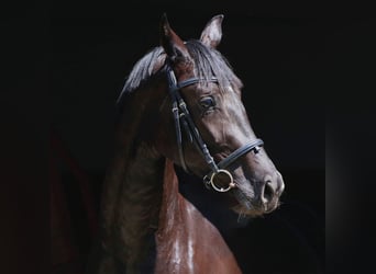 Oldenburger, Merrie, 4 Jaar