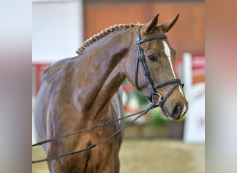Oldenburger, Merrie, 4 Jaar, Vos