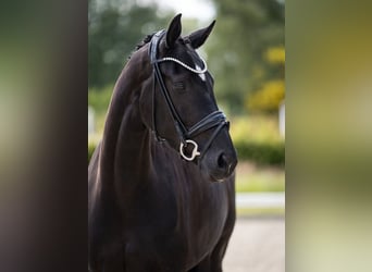 Oldenburger, Merrie, 4 Jaar, Zwart