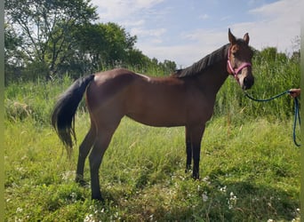Oldenburger, Merrie, 5 Jaar, 157 cm, Bruin