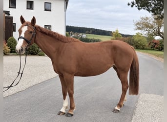 Oldenburger, Merrie, 5 Jaar, 157 cm, Vos