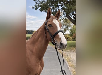 Oldenburger, Merrie, 5 Jaar, 157 cm, Vos