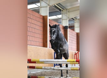 Oldenburger, Merrie, 5 Jaar, 158 cm, Schimmel