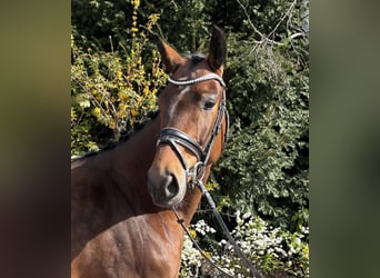 Oldenburger, Merrie, 5 Jaar, 162 cm, Bruin