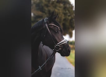 Oldenburger, Merrie, 5 Jaar, 162 cm, Zwart